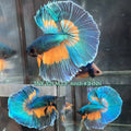 Live Male Betta Yellow Green Mustard Over Halfmoon (TNK-929) High quality What you see What you get!!