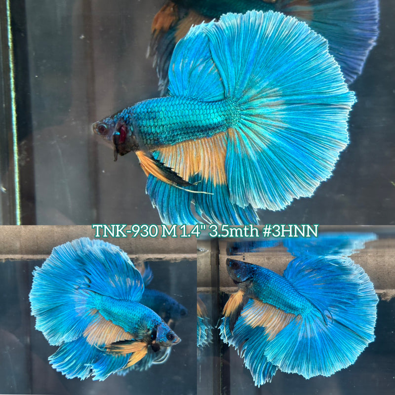 Live Male Betta Yellow Green Mustard Over Halfmoon (TNK-930)S168 High quality What you see What you get!!