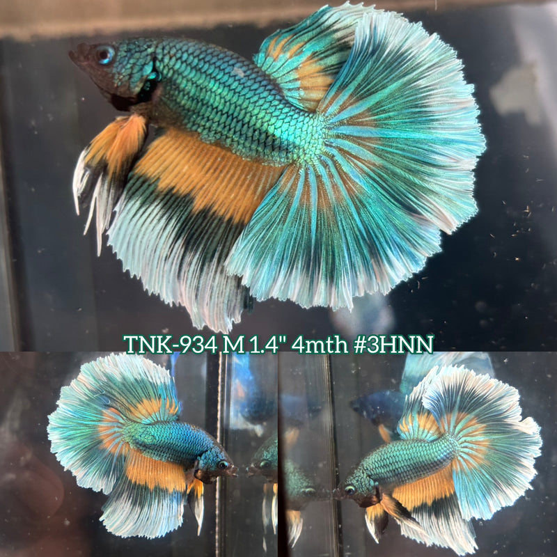 Live Male Betta Yellow Green Mustard Over Halfmoon (TNK-934)S252 High quality What you see What you get!!