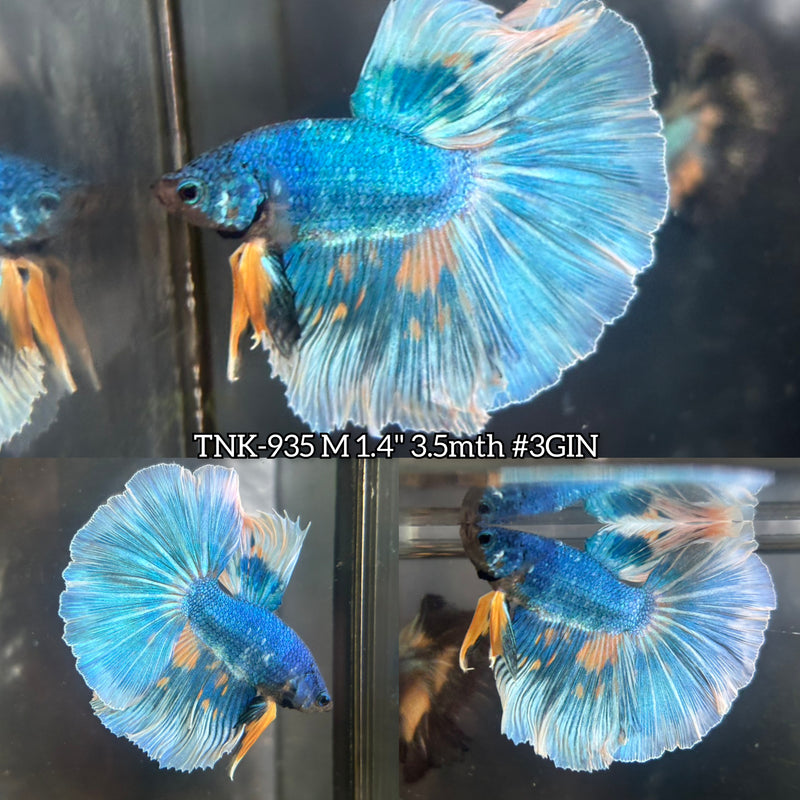 Live Male Betta Fancy Marble Halfmoon (TNK-935)S253 High quality What you see What you get!!