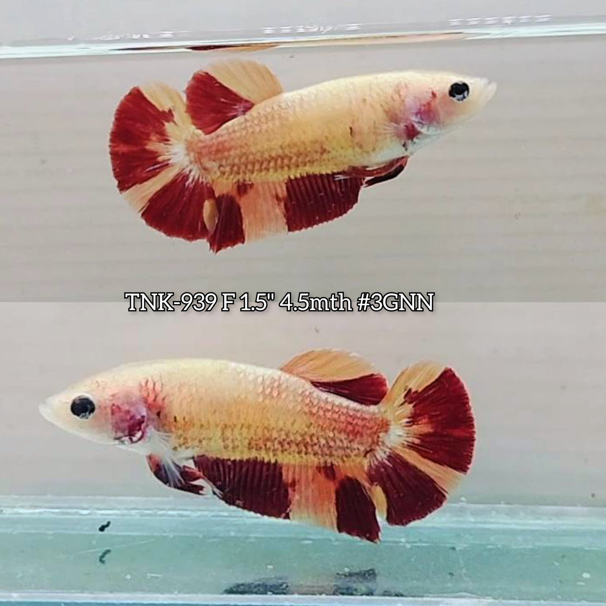 Live Female Betta Classic Nemo Koi Non-metallic Plakat (TNK-939)S263✔️ High quality What you see What you get!!