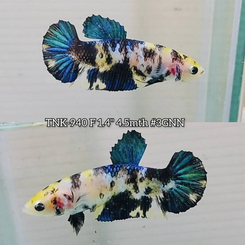 Live Female Betta Yellow Galaxy Koi Plakat (TNK-940)S256 High quality What you see What you get!!