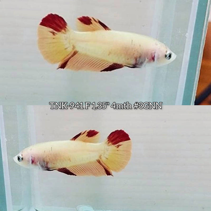 Live Female Betta Classic Nemo Koi Non-Metalic Plakat (TNK-941)S257 High quality What you see What you get!!