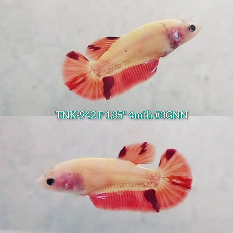 Live Female Betta Classic Nemo Koi Non-Metalic Plakat (TNK-942)S262 High quality What you see What you get!!