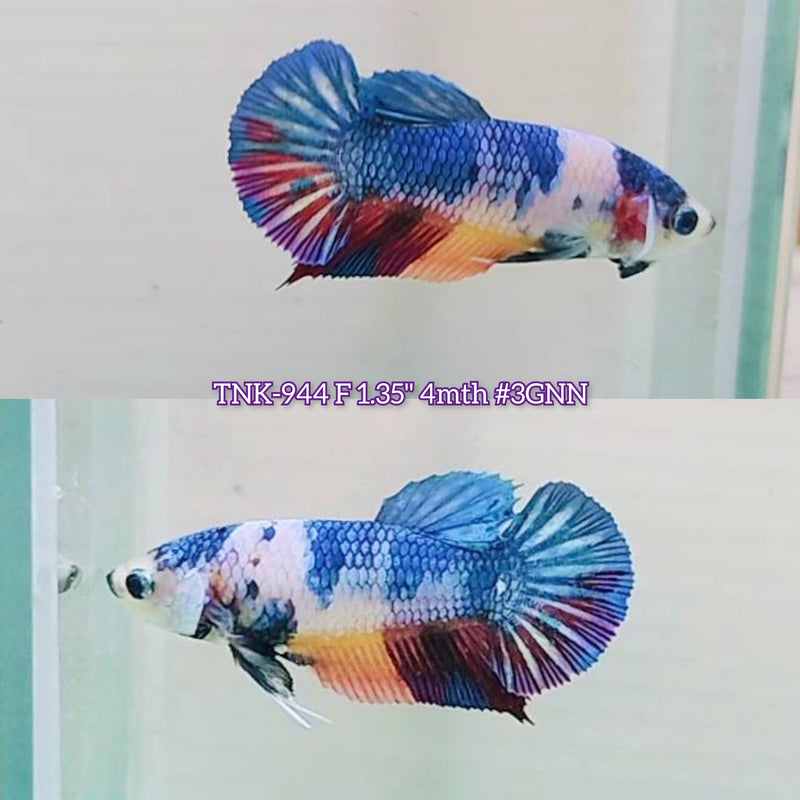 Live Female Betta Fancy marble Plakat (TNK-944)S276 High quality What you see What you get!!