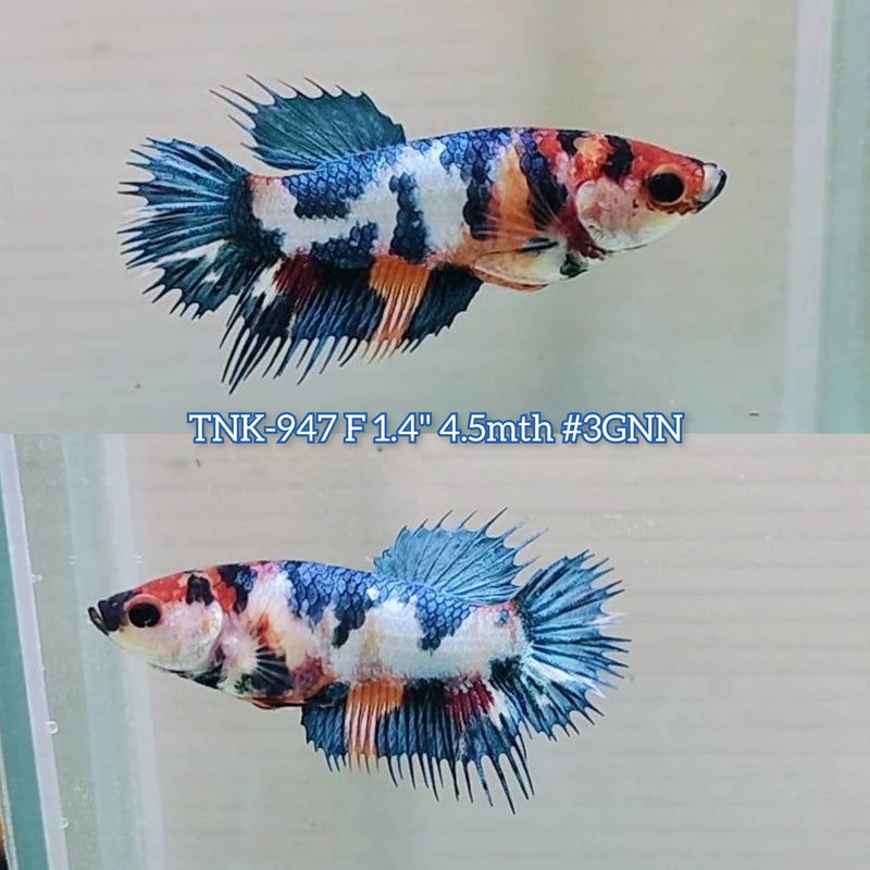 Live Female Betta Fancy Marble mixed colors Crowntail Plakat (TNK-947)S287 High quality What you see What you get!!