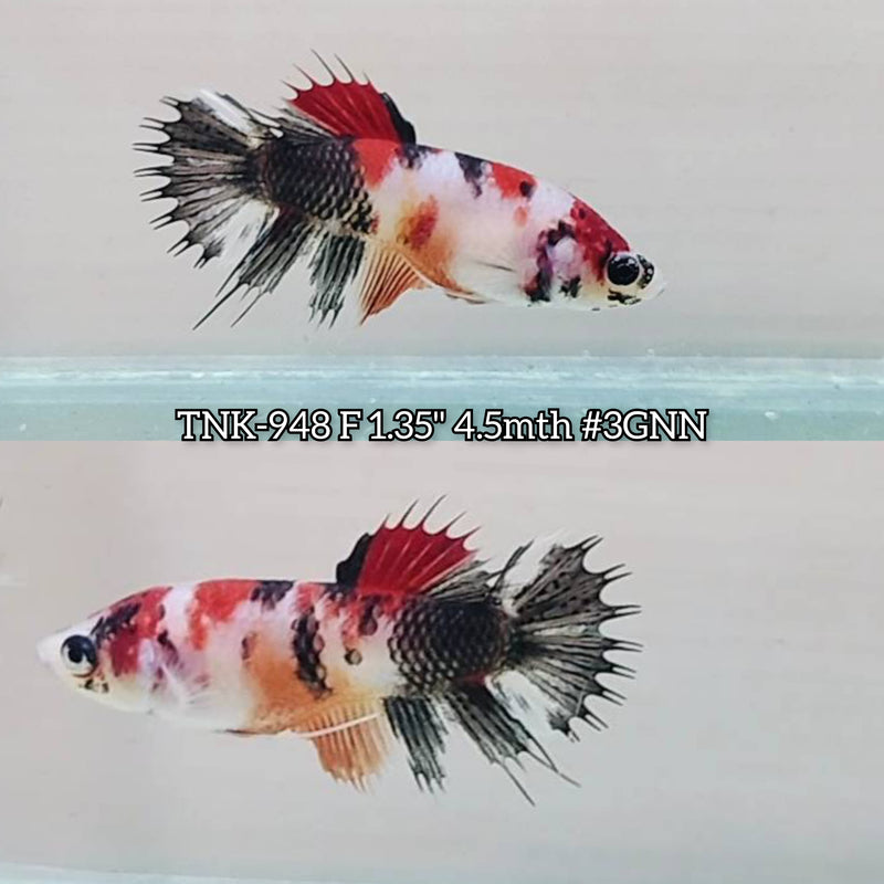 Live Female Betta Red black Koi Crowntail Plakat (TNK-948)S351 High quality What you see What you get!!