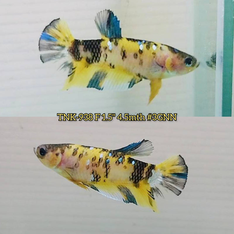 Live Female Betta Yellow Tiger Galaxy Koi Plakat (TNK-938)S271 High quality What you see What you get!!