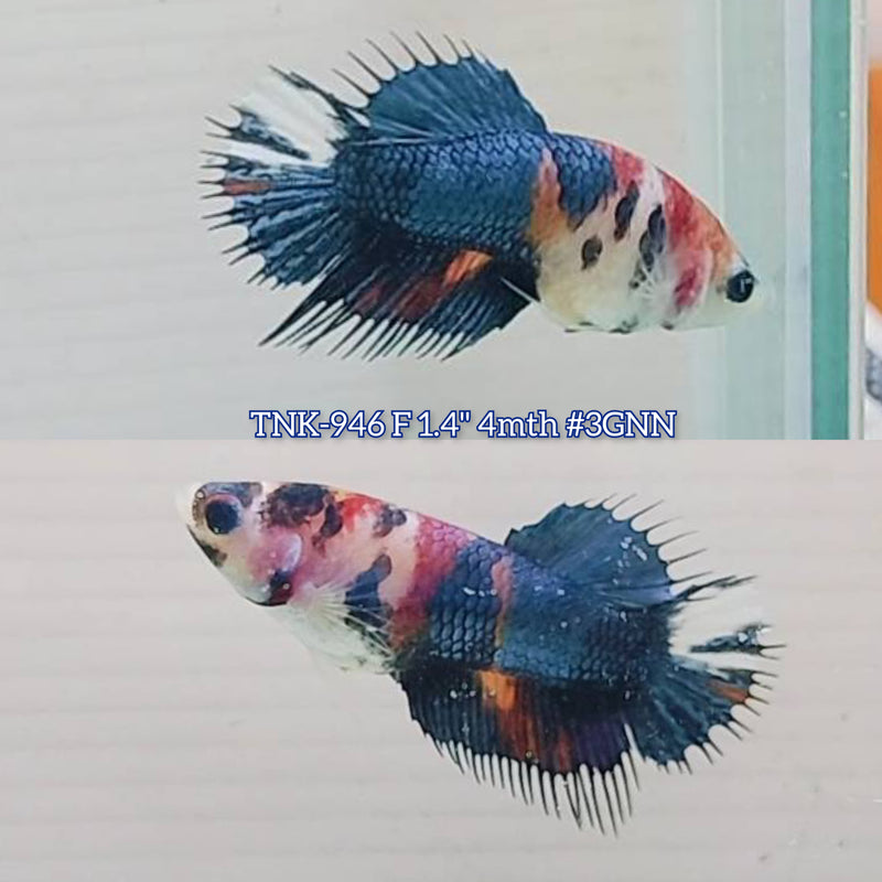 Live Female Betta Fancy Koi mixed colors Crowntail (TNK-946)S357 High quality What you see What you get!!