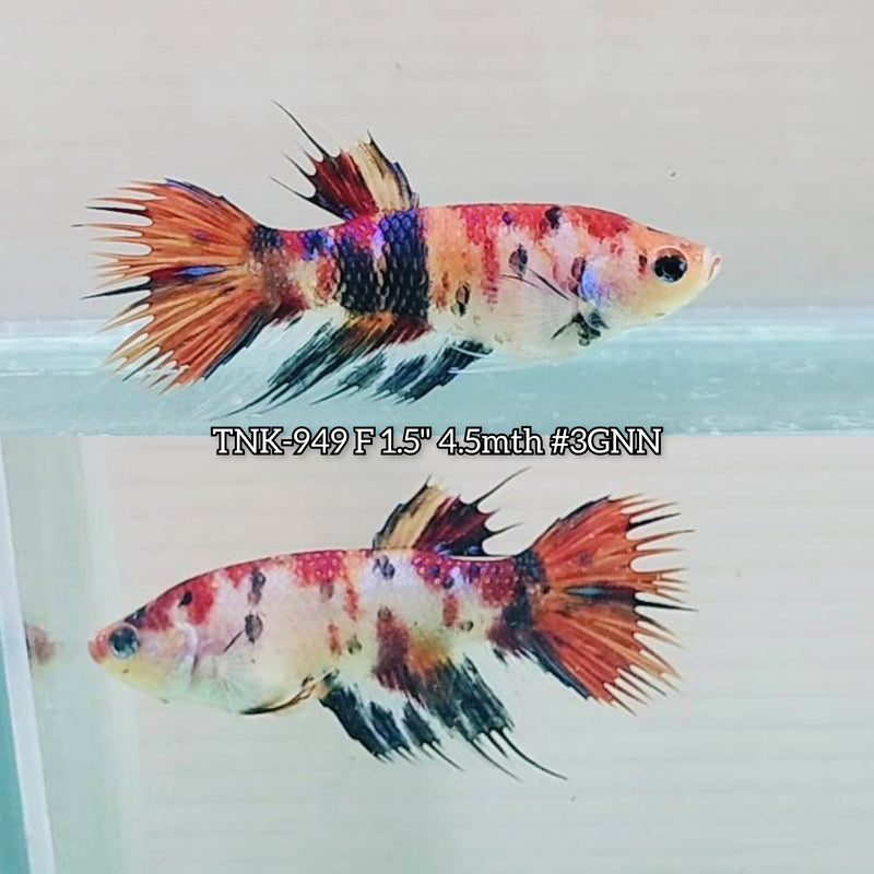 Live Female Betta Nemo Metallic Koi Crowntail Plakat (TNK-949)S289 High quality What you see What you get!!