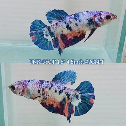 Live Female Betta Fancy Red Base Startail Plakat (TNK-792) S313 High quality what you see what you get!!