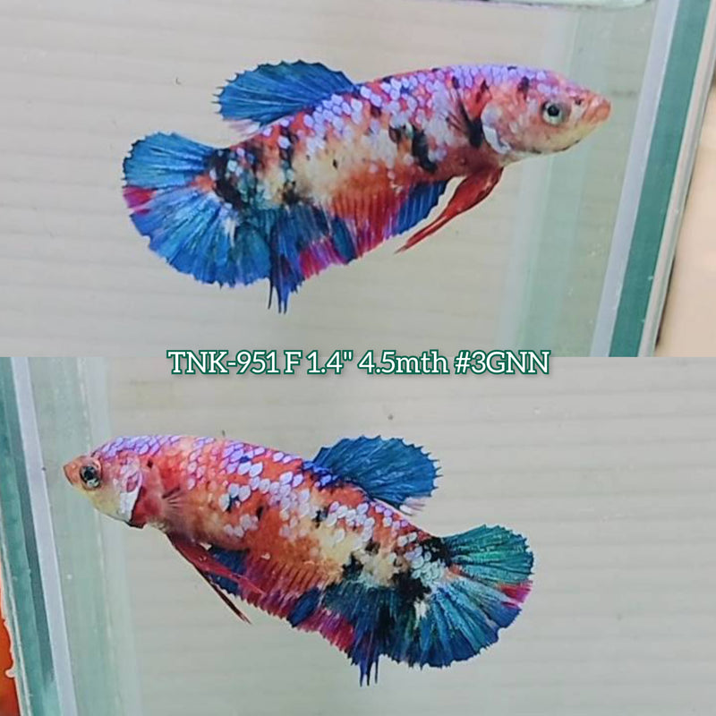 Live Female Betta Red Galaxy Koi Plakat (TNK-951)S354 High quality What you see What you get!!