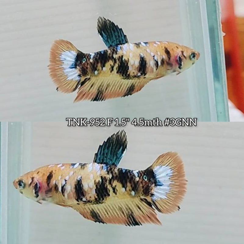Live Female Betta Orange Galaxy Koi Plakat (TNK-952)S283 High quality What you see What you get!!