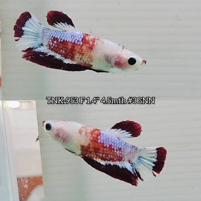 Live Female Betta Fancy Red Hellboy Plakat (TNK-953)S359 High quality What you see What you get!!