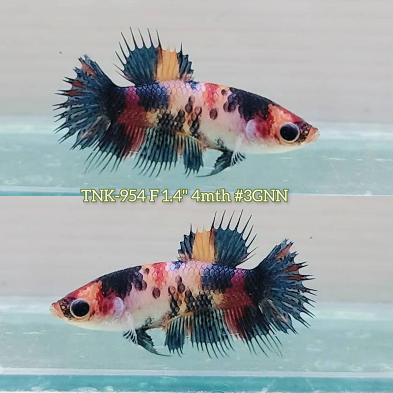 Live Female Betta Black Metallic Koi Crowntail Plakat (TNK-954)S350 High quality What you see What you get!!