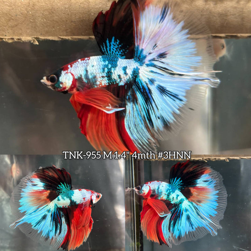 Live Male Betta Fancy marble 3colors Halfmoon (TNK-955)High quality What you see What you get!!