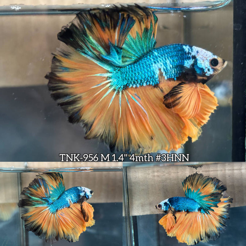 Live Male Betta Yellow green mustard White skin Over Halfmoon (TNK-956)High quality What you see What you get!!