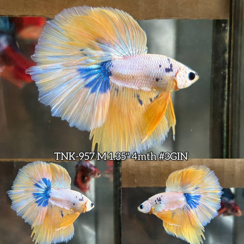 Live Male Betta Fancy Yellow marble Halfmoon (TNK-957)High quality What you see What you get!!