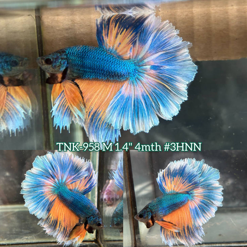 Live Male Betta Yellow Blue Mustard Gas Halfmoon Rosetail (TNK-958) S053 High quality What you see What you get!!