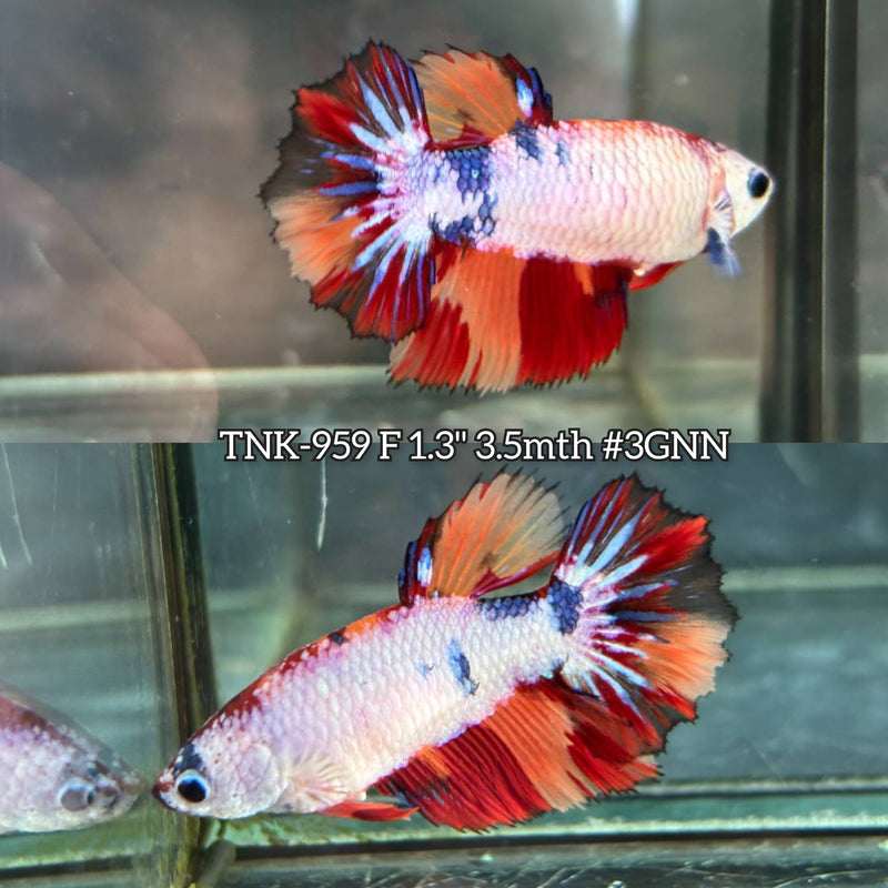 Live Female Betta Candy Nemo mixed colors Halfmoon Rosetail (TNK-959) S054 High quality What you see What you get!!