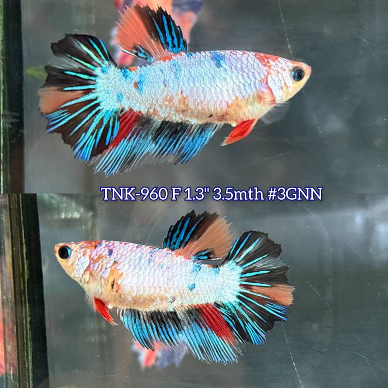Live Female Betta Candy marble mixed colors Halfmoon (TNK-960) S055 High quality What you see What you get!!
