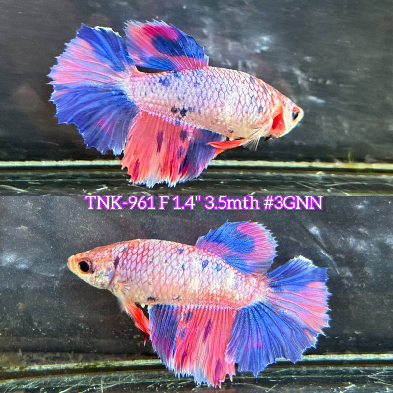 Live Female Betta Fancy marble sweet tone Halfmoon (TNK-961) S124 High quality What you see What you get!!