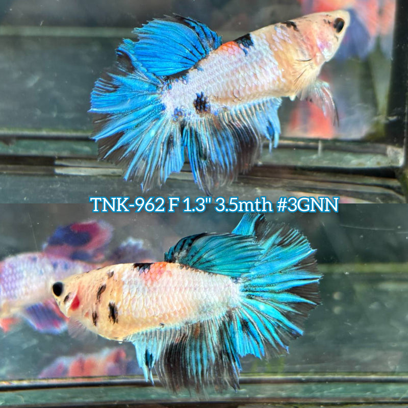 Live Female Betta Blue Fancy Koi Halfmoon (TNK-962) S128 High quality What you see What you get!!