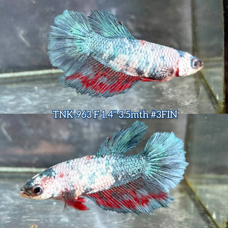 Live Female Betta Fancy Koi Halfmoon (TNK-963) S132 High quality What you see What you get!!