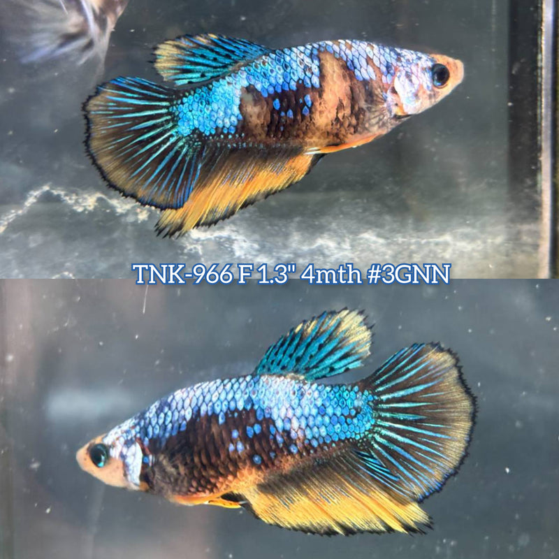 Live Female Betta Yellow Galaxy Koi Halfmoon (TNK-966) S200 High quality What you see What you get!!