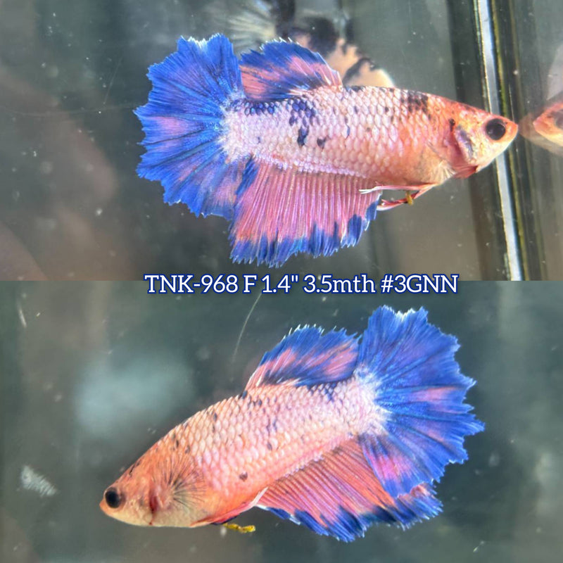 Live Female Betta Fancy marble Sweet tone Halfmoon Rosetail (TNK-968) S268 High quality What you see What you get!!