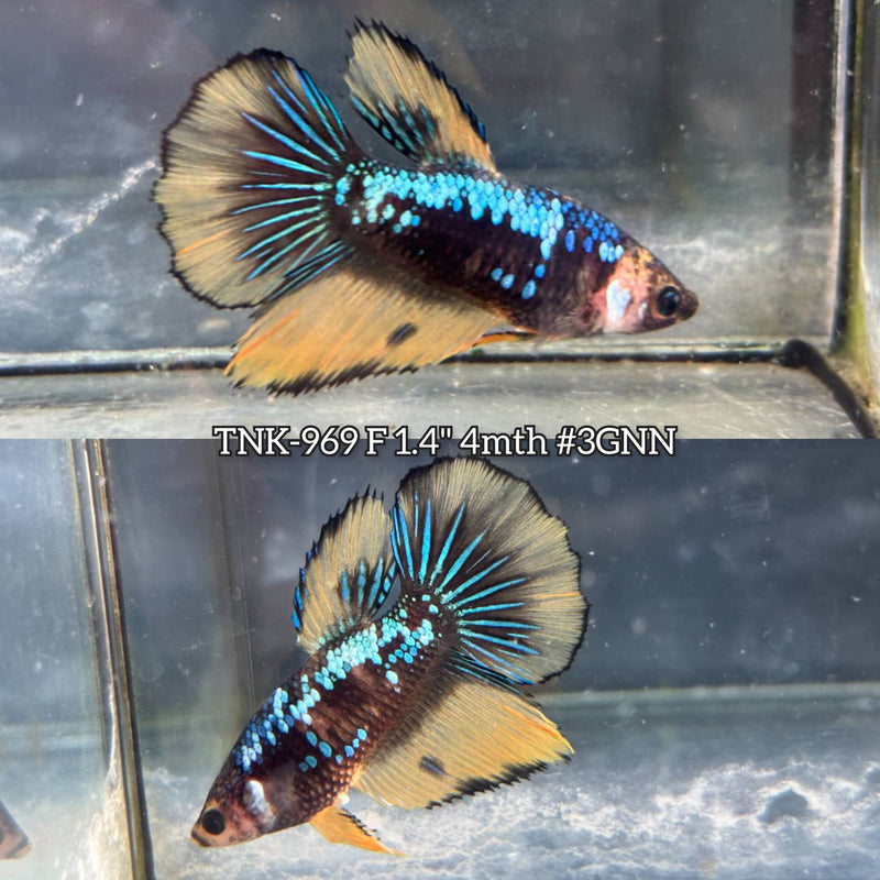 Live Female Betta Yellow Galaxy Koi Halfmoon (TNK-969) S340 High quality What you see What you get!!
