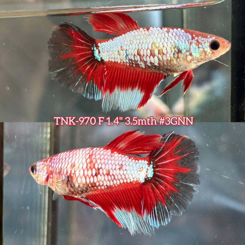 Live Female Betta Red Fancy Halfmoon (TNK-970) S270 High quality What you see What you get!!
