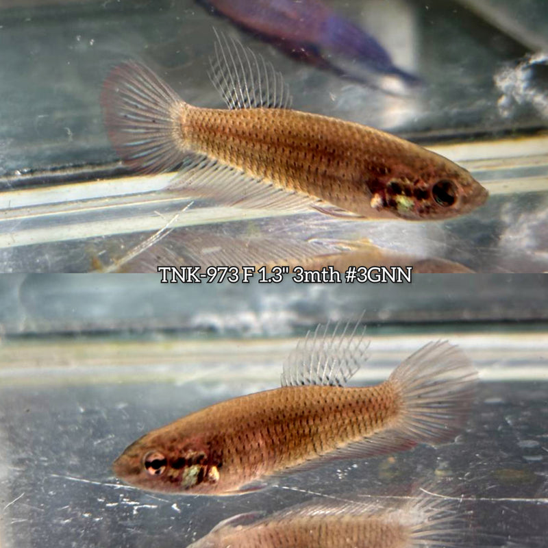Live Female Betta Red Original Splendens Wild Plakat (TNK-973) S338 High quality What you see What you get!!