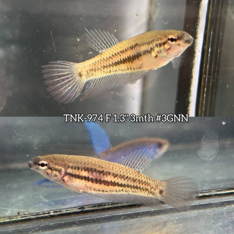 Live Female Betta Red Original Splendens Wild Plakat (TNK-974) S339 High quality What you see What you get!!