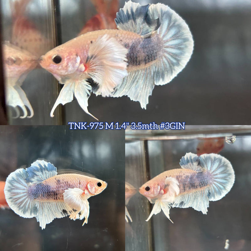 Live Male Betta Fancy Gray Grizzle Dumbo big ear Plakat (TNK-975) S174 High quality What you see What you get!!