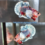 Live Male Betta Fancy Koi Dumbo big ear Plakat (TNK-976) S242 High quality What you see What you get!!