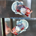 Live Male Betta Fancy Koi Dumbo big ear Plakat (TNK-976) S242 High quality What you see What you get!!