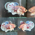 Live Male Betta Fancy Koi Dumbo big ear Plakat (TNK-981) S109 High quality What you see What you get!!