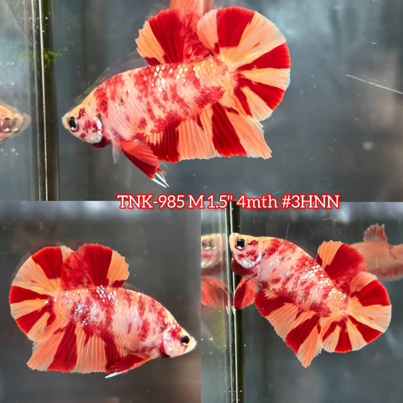 Live Male Betta Classic Nemo Fire two tone colors Plakat (TNK-985) S117 High quality What you see What you get!!