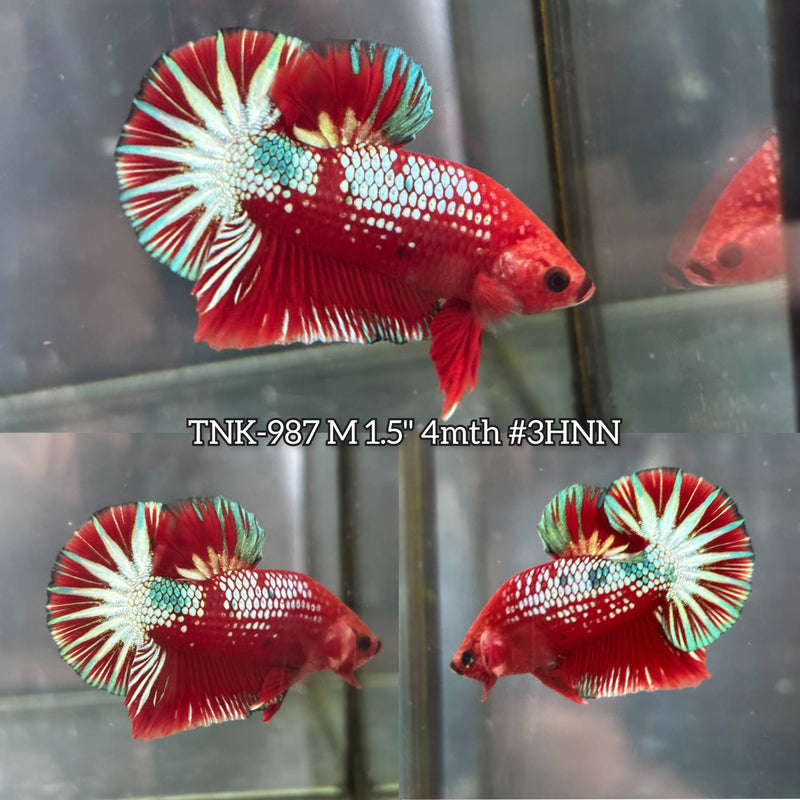 Live Male Betta Red Hellboy Startail Plakat (TNK-987) S185 High quality What you see What you get!!