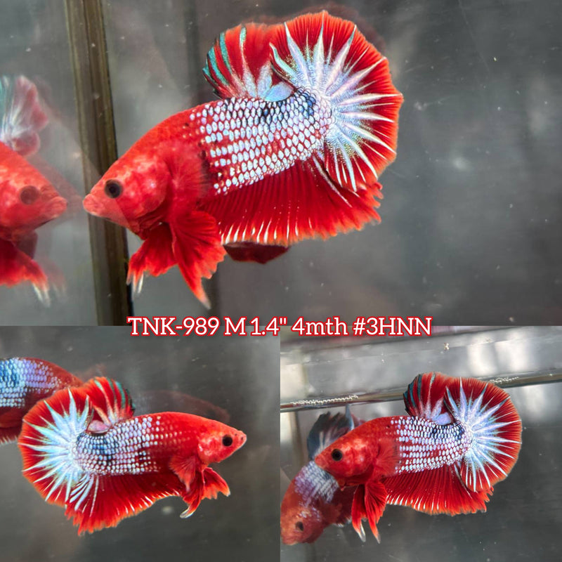 Live Male Betta Red Hellboy Fancy Startail Plakat (TNK-989) S190 High quality What you see What you get!!