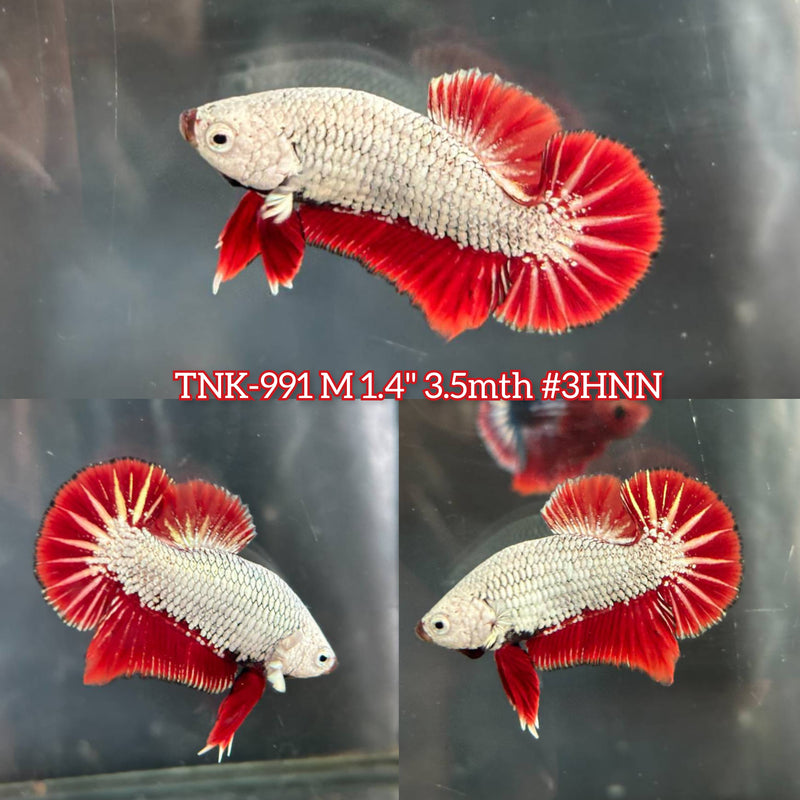 Live Male Betta Red Dragon Plakat (TNK-991) S193 High quality What you see What you get!!