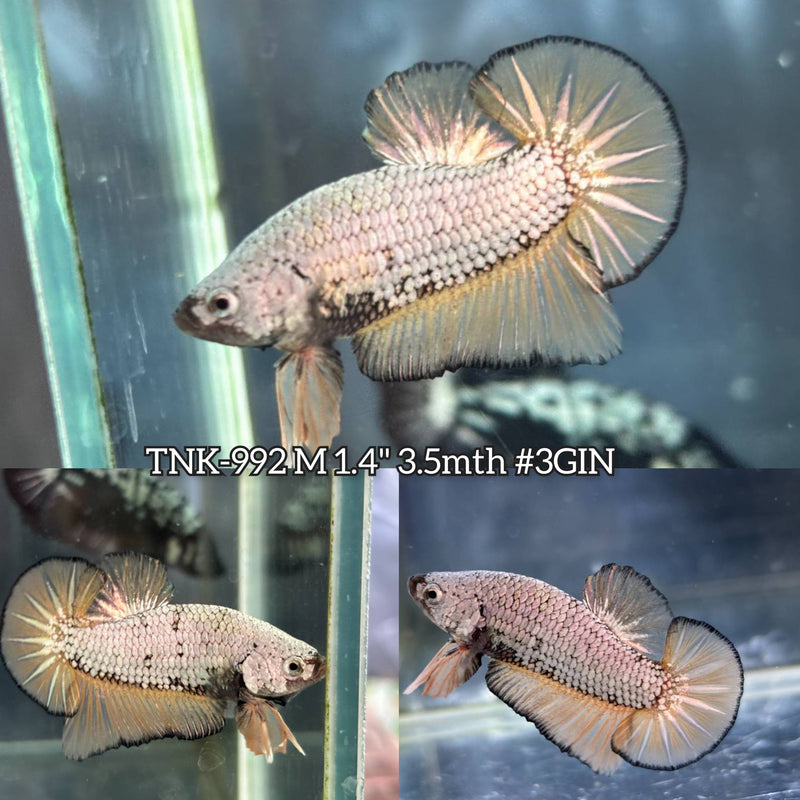 Live Male Betta Yellow Mustard Dragon Plakat (TNK-992) S254 High quality What you see What you get!!