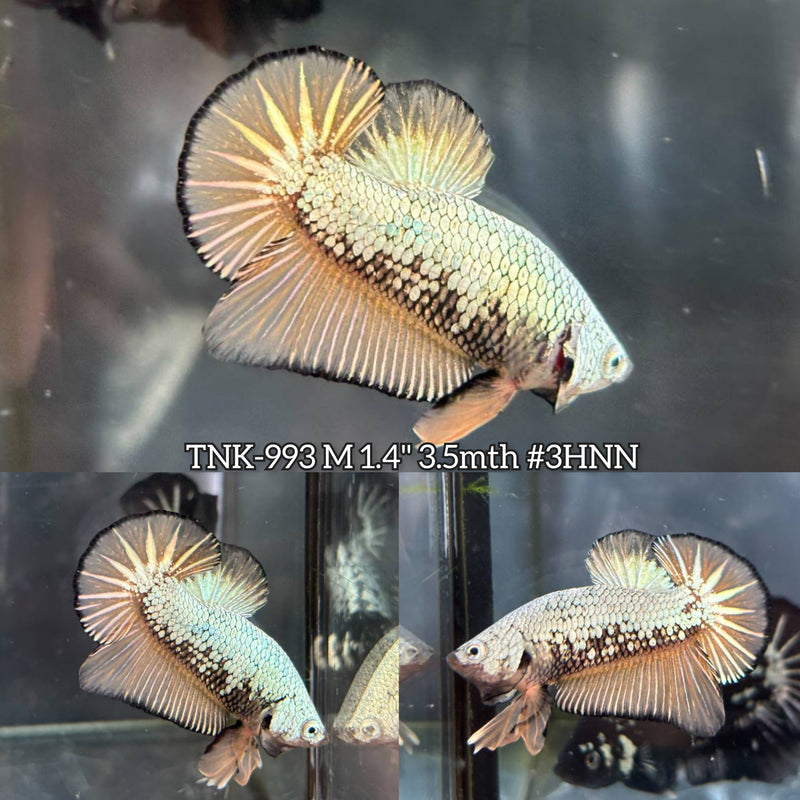 Live Male Betta Yellow Mustard Dragon Plakat (TNK-993) S256 High quality What you see What you get!!