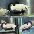 Live Male Betta Black Dragon Plakat (TNK-995) S265 High quality What you see What you get!!