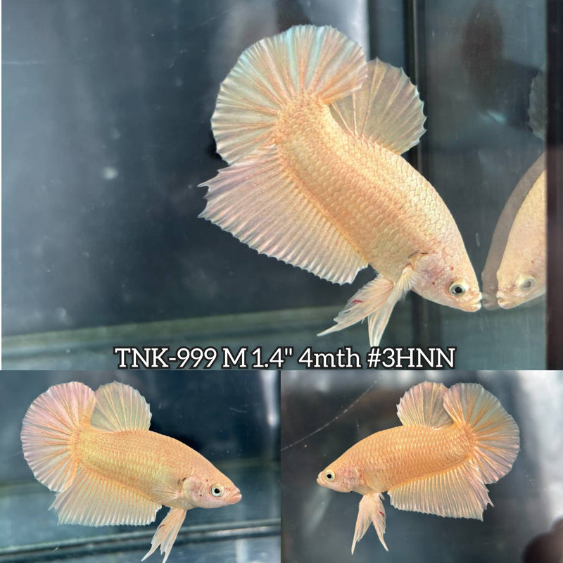 Live Male Betta Super Gold Solid color Plakat (TNK-999) S050 High quality What you see What you get!!