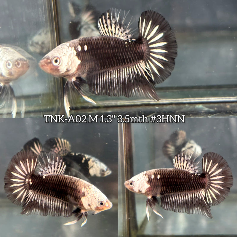 Live Male Betta Black Samurai Head Marking Plakat (TNK-A02)S056 High quality What you see What you get!!