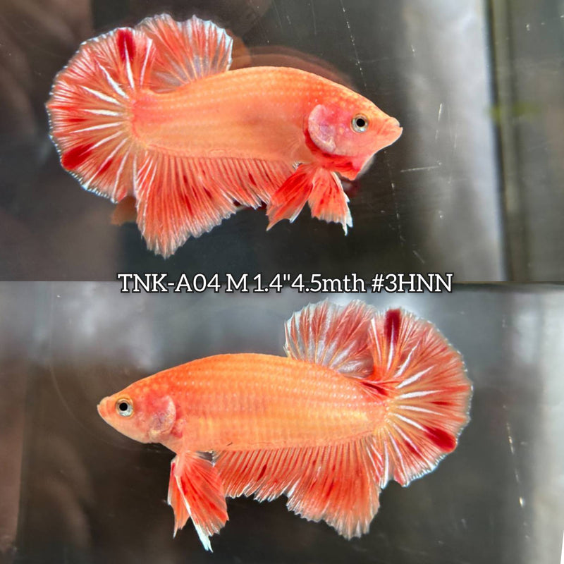 Live Male Betta Orange Vanda Armageddon Plakat (TNK-A04)S122 High quality What you see What you get!!