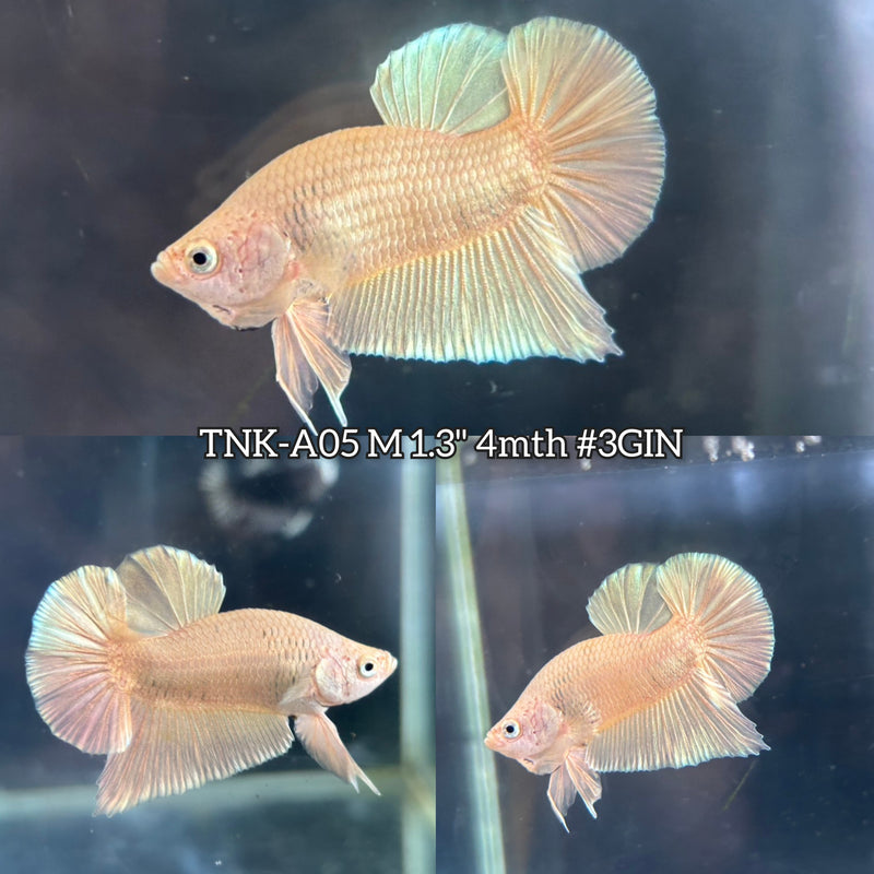 Live Male Betta Super Gold Solid color Plakat (TNK-A05)S124 High quality What you see What you get!!