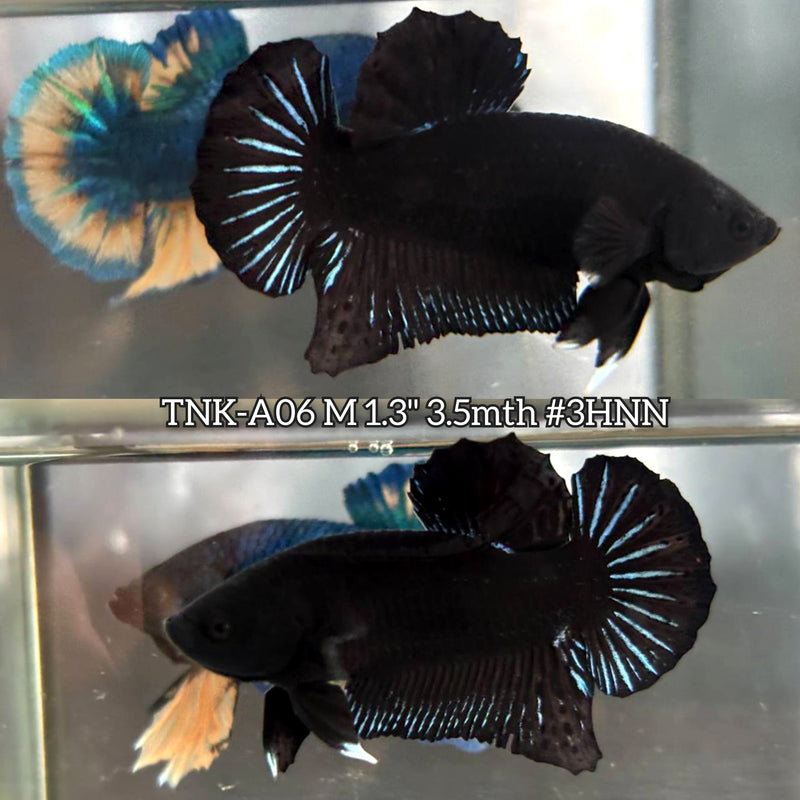 Live Male Betta Super Black Solid color Plakat (TNK-A06)S126 High quality What you see What you get!!